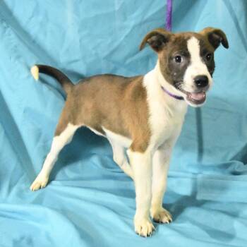 Haven -  Terrier and Mixed Breed Dog for Adoption in South Elgin, Illinois - Haven | PetCurious