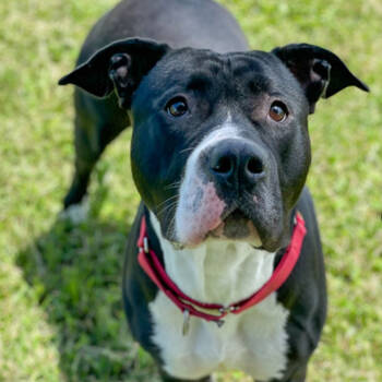 Rescue Pit Bull Terrier and Mixed Breed Dogs for Adoption in West Des Moines, Iowa - Wednesday | PetCurious