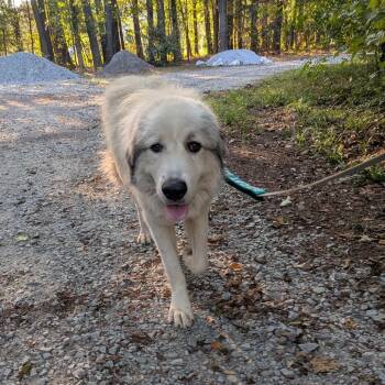 Oscar -  Great Pyrenees Dog for Adoption in Wake Forest, North Carolina - Oscar | PetCurious