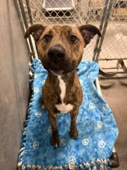 Ryder -  Pit Bull Terrier Dog for Adoption in Tremont, Illinois - Ryder | PetCurious
