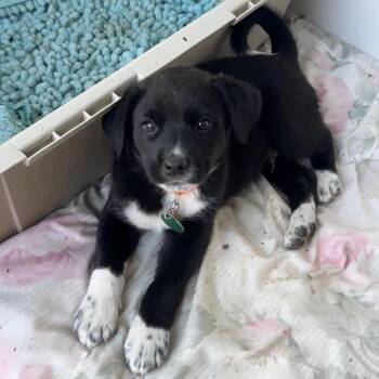 Blanket -  Mixed Breed Dog for Adoption in Buffalo, Minnesota - Blanket | PetCurious