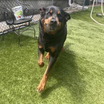 Tango -  Mixed Breed Dog for Adoption in Davenport, Iowa - Tango | PetCurious