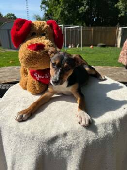 Kay -  Chihuahua and Terrier Dog for Adoption in North Freedom, Wisconsin - Kay | PetCurious