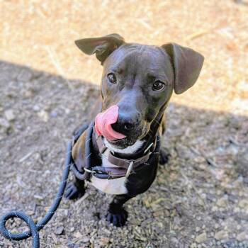 Fairfax -  Mixed Breed Dog for Adoption in Oakland, California - Fairfax | PetCurious