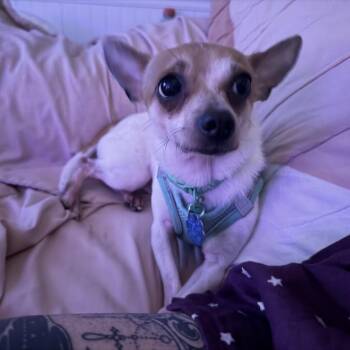 Cricket -  Chihuahua and Rat Terrier Dog for Adoption in South Riding, Virginia - Cricket | PetCurious
