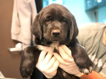 Great Pyrenees and Mixed Breed Dogs Available for Adoption - Lance | PetCurious