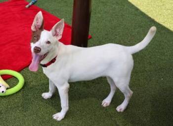 Eragon -  Mixed Breed Dog for Adoption in Athens, Georgia - Eragon | PetCurious