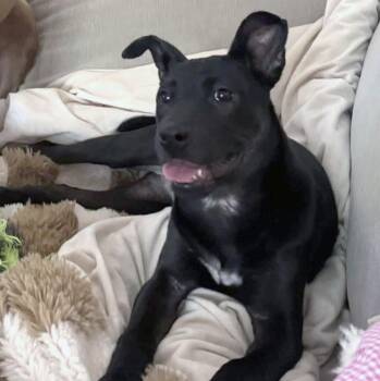 Phoebe -  Labrador Retriever Dog for Adoption in Kansas City, Kansas - Phoebe | PetCurious