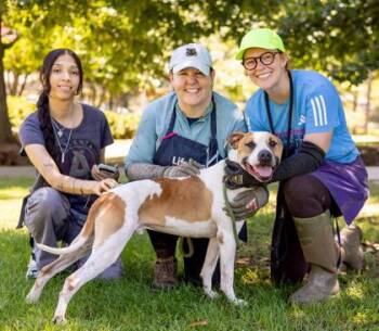 Acey Wace -  Mixed Breed Dog for Adoption in Chamblee, Georgia - Acey Wace | PetCurious