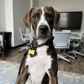 Alicia -  American Staffordshire Terrier and Mixed Breed Dog for Adoption in Chicago, Illinois - Alicia | PetCurious
