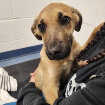 Rolo -  Mixed Breed Dog for Adoption in Pittsburgh, Pennsylvania - Rolo | PetCurious