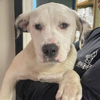 Mixed Breed Dogs Available for Adoption in Savannah, Georgia - Pure Life | PetCurious
