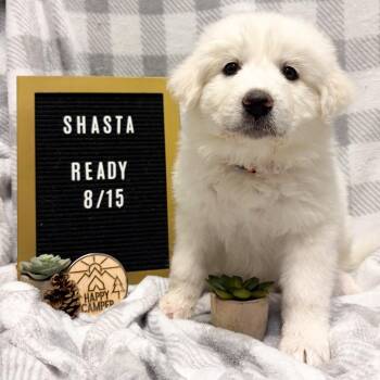 674J (2026) Shasta -  Great Pyrenees and Mixed Breed Dog for Adoption in Parker, Colorado - 674J (2026) Shasta | PetCurious