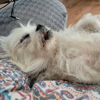Romeo -  Chihuahua Dog for Adoption in Hillsborough, North Carolina - Romeo | PetCurious