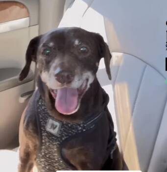 Rescue Miniature Pinscher Dogs for Adoption in Woodlawn, Tennessee - Mimi | PetCurious