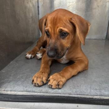 Bear -  Pit Bull Terrier Dog for Adoption in Portland, Texas - Bear | PetCurious