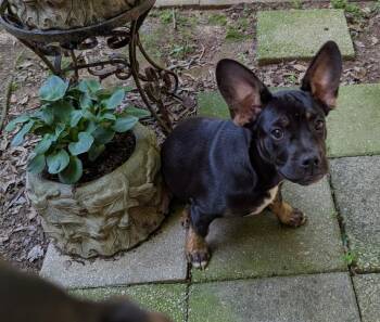 Rescue French Bulldog Dogs for Adoption in Milner, Georgia - Pluto | PetCurious