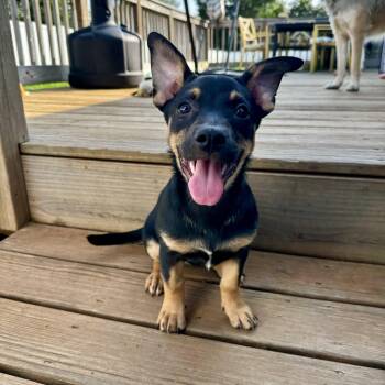 Moira -  Australian Kelpie and Mixed Breed Dog for Adoption in Rock Hill, South Carolina - Moira | PetCurious