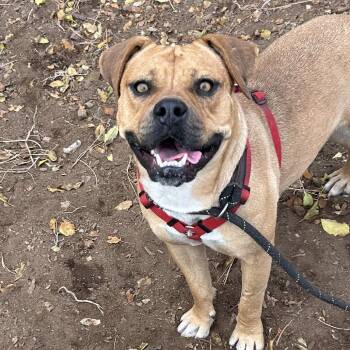 Rescue Pit Bull Terrier Dogs for Adoption in Flagstaff, Arizona - Lonnie - Must Go Home With Another Dog | PetCurious