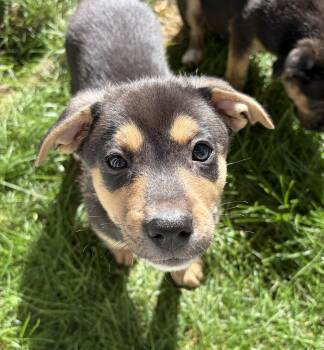 Cub "Cubby" Nikona - Local MVP -  Basenji and Labrador Retriever Dog for Adoption in Andover, Massachusetts - Cub "Cubby" Nikona - Local MVP | PetCurious