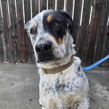 Australian Cattle Dog Blue Heeler and Shepherd Dogs Available for Adoption - Freedom | PetCurious