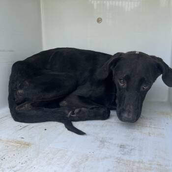 Tyrus -  Black Labrador Retriever and Mixed Breed Dog for Adoption in Beaumont, Texas - Tyrus | PetCurious