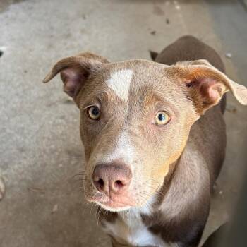 Mixed Breed Dogs Available for Adoption in Lake Panasoffkee, Florida - Citrine | PetCurious