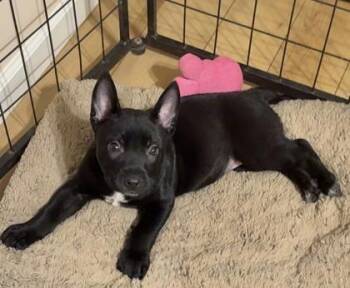 Athena -  German Shepherd Dog and Cattle Dog Dog for Adoption in Wilkesboro, North Carolina - Athena | PetCurious