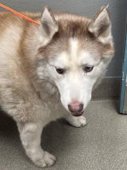 TEDDY BEAR -  Husky Dog for Adoption in Las Vegas, Nevada - TEDDY BEAR | PetCurious