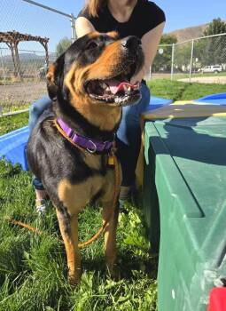 Roxy 47284 -  Rottweiler Dog for Adoption in Pocatello, Idaho - Roxy 47284 | PetCurious