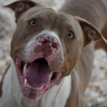 Zeek -  American Bulldog Dog for Adoption in Defuniak Springs, Florida - Zeek | PetCurious