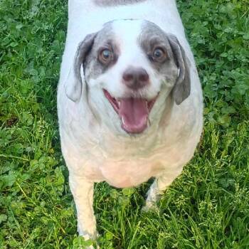 Toby D69138 -  Poodle and Mixed Breed Dog for Adoption in Minnetonka, Minnesota - Toby D69138 | PetCurious