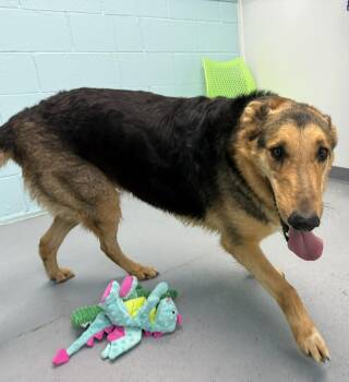 Mixed Breed Dogs Available for Adoption in Leitchfield, Kentucky - Ty | PetCurious