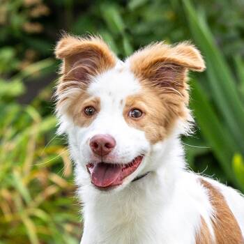 Primrose -  Border Collie and Mixed Breed Dog for Adoption in Council Bluffs, Iowa - Primrose | PetCurious