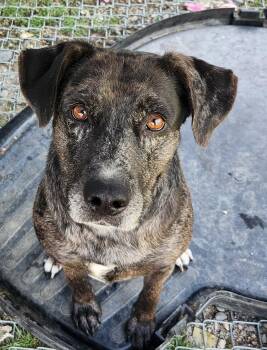 Catahoula Leopard Dog Dogs Available for Adoption in Billings, Montana - Hefner | PetCurious