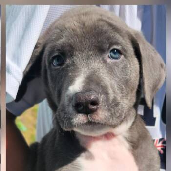 Doberman Pinscher Dogs Available for Adoption in San Antonio, Texas - OCEAN | PetCurious