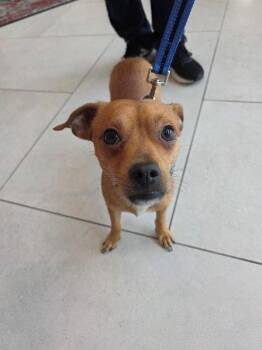 Bruno -  Chihuahua and Terrier Dog for Adoption in Park Row, Texas - Bruno | PetCurious