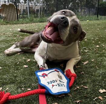 Honey -  Pit Bull Terrier Dog for Adoption in Petaluma, California - Honey | PetCurious