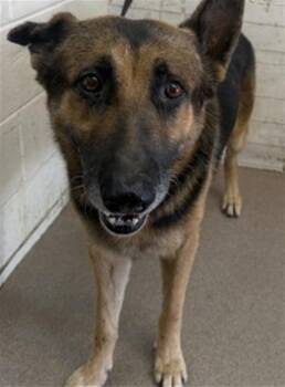 CASPIAN -  German Shepherd Dog Dog for Adoption in San Bernardino, California - CASPIAN | PetCurious