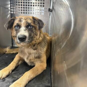 Christina -  Collie and Mixed Breed Dog for Adoption in Birmingham, Alabama - Christina | PetCurious