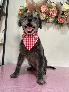 Rescue Poodle and Irish Terrier Dogs for Adoption in Palm Desert, California - Ewok | PetCurious