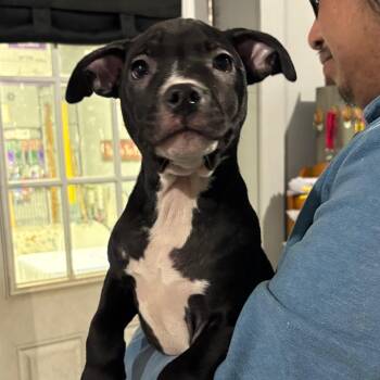 Mixed Breed Dogs Available for Adoption in Wappingers Falls, New York - Duchess | PetCurious