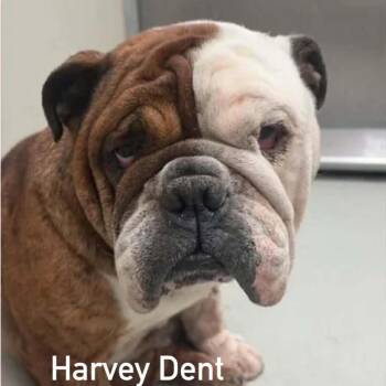 Harvey Dent -  American Bulldog Dog for Adoption in Spring Hill, Kansas - Harvey Dent | PetCurious