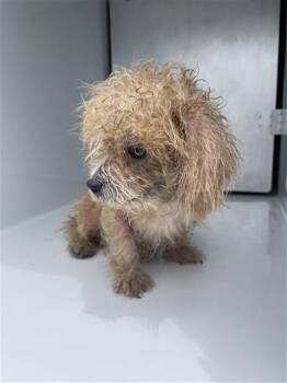A661428 -  Maltese and Mixed Breed Dog for Adoption in Houston, Texas - A661428 | PetCurious