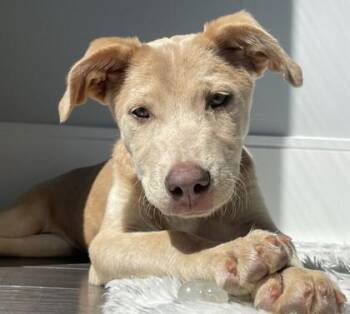 Alora -  Labrador Retriever and Mixed Breed Dog for Adoption - Alora | PetCurious