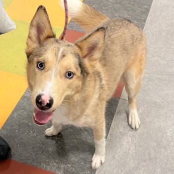 Mixed Breed Dogs Available for Adoption - Mr Fox | PetCurious