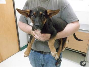 SYMPHONY -  Australian Cattle Dog Blue Heeler and German Shepherd Dog Dog for Adoption in Oroville, California - SYMPHONY | PetCurious