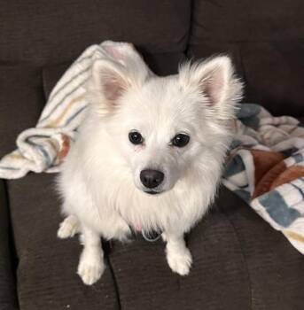 LUMI -  American Eskimo Dog Dog for Adoption in Barnstable, Massachusetts - LUMI | PetCurious