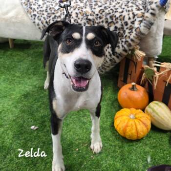 Rescue Shar Pei and Beagle Dogs for Adoption in Austin, Texas - Zelda JuM* | PetCurious