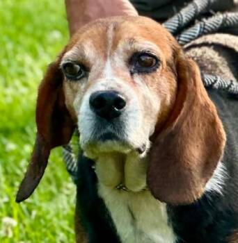 Cupcake -  Beagle Dog for Adoption in Millfield, Ohio - Cupcake | PetCurious